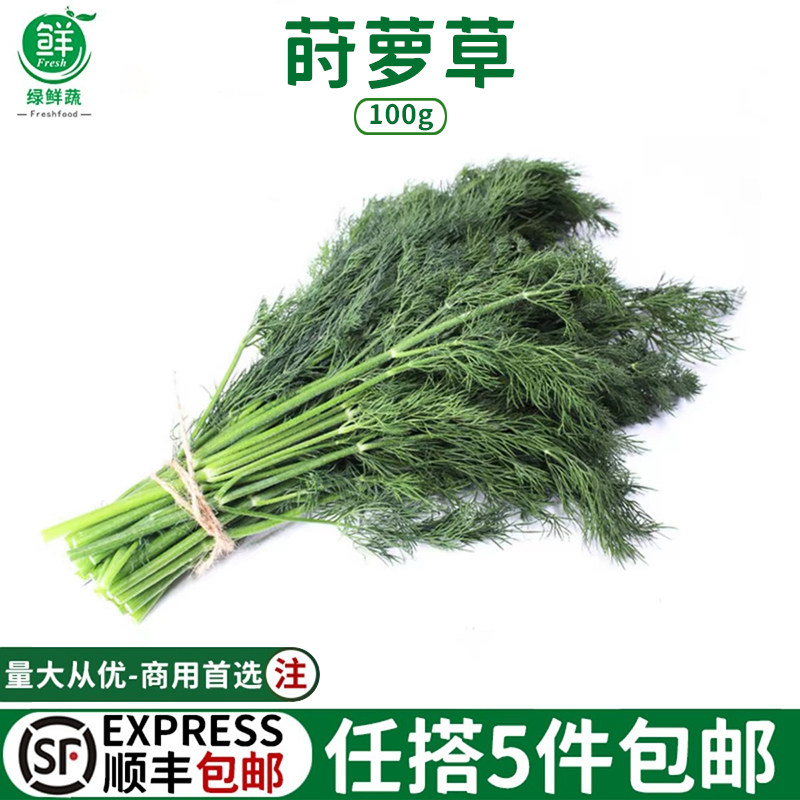 莳萝草新鲜食用泰式香料菜调味料理刁草土茴香摆盘西餐调料蔬菜