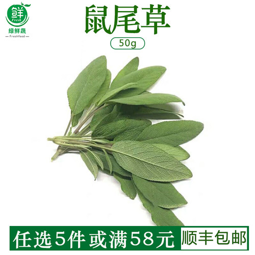 新鲜鼠尾草50g 南丹参Sage 西餐食材 新鲜香草香料鼠尾草叶子