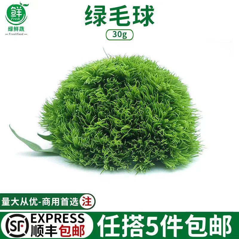 新鲜绿毛球绿石竹绿花球酒店西餐摆盘日料冷艺烘焙装饰点缀鲜花草