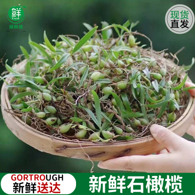 新鲜橄榄石仙桃果上叶煲汤