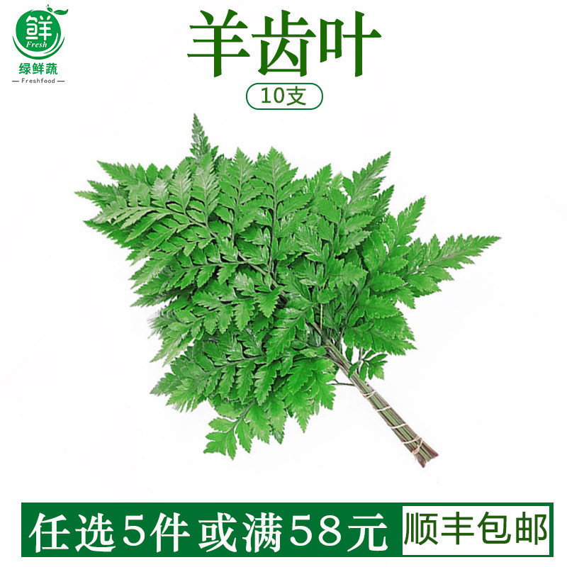 高山羊齿叶芒叶新鲜杨子叶新鲜花草西餐酒店装饰摆盘点缀10支
