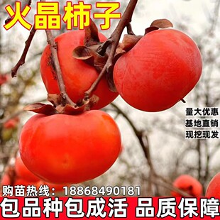 火晶柿子树南北方庭院地栽特大果苗盆栽嫁接红灯笼小火罐当年结果