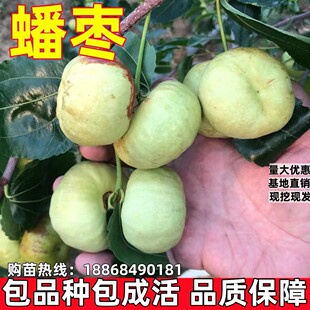 蟠枣树果苗活苗南北方庭院地栽特大果树盆栽嫁接枣子树苗当年结果