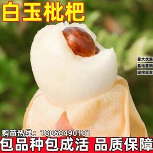 白玉枇杷果树果苗南北方庭院特大砂糖盆栽嫁接枇杷树苗当年结果