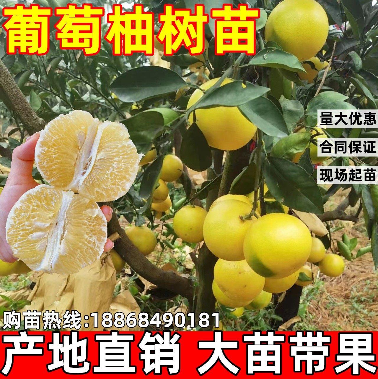 台湾甜葡萄柚果树苗黄心西柚苗嫁接鸡尾葡萄柚苗黄金葡萄柚果树苗