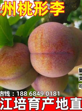 李子苗桃形李树苗嵊州桃形李苗