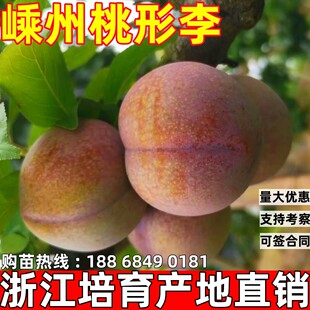 正宗嵊州桃形李苗红心脱骨脆甜李子苗嫁接果树苗盆栽地栽当年结果