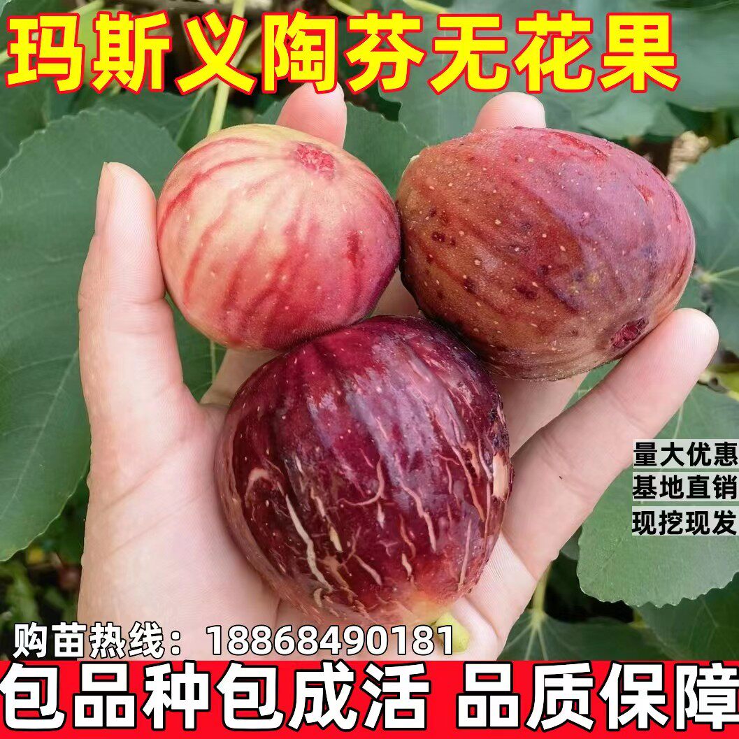 无花果树苗盆栽地栽玛斯义陶芬无花果苗南方北方种植无花果苗包邮