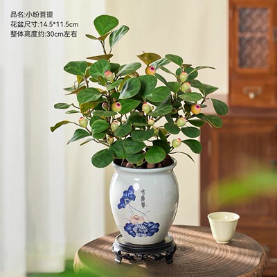 小盼菩提树室内四季结果美观趣味