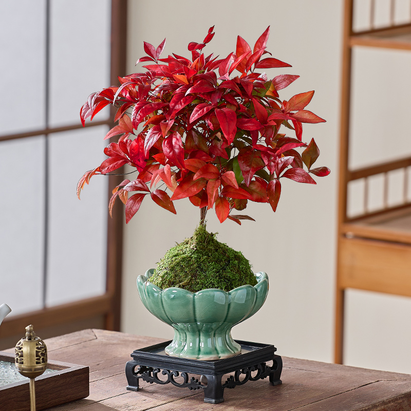 火焰南天竹盆栽苔藓球水培红叶耐寒植物办公室内桌面绿植禅意盆景