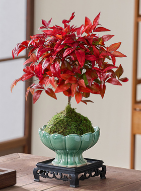 火焰南天竹盆栽苔藓球水培红叶耐寒植物办公室内桌面绿植禅意盆景