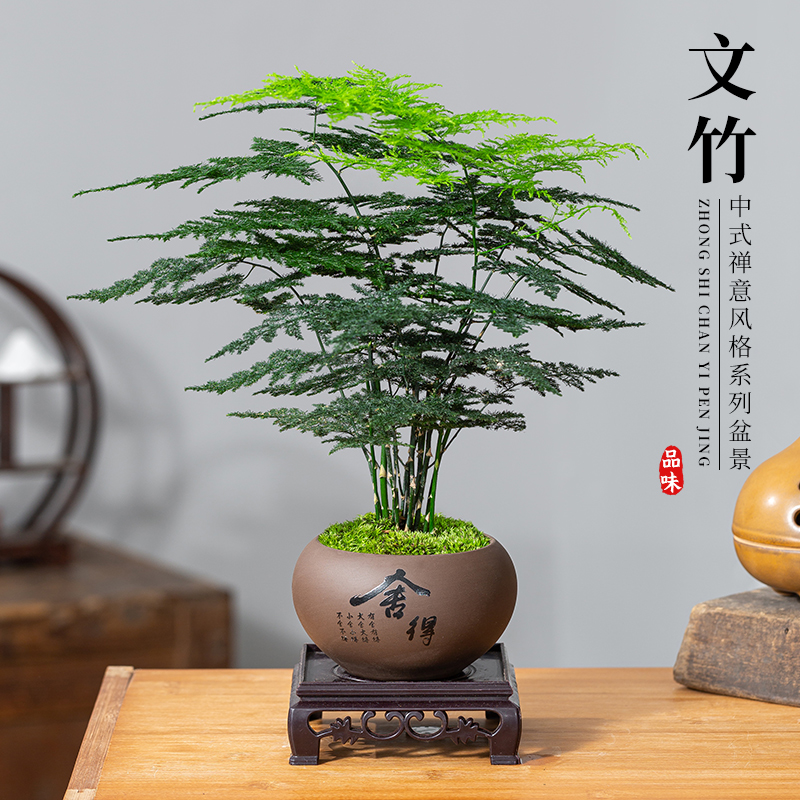 文竹盆栽室内花卉植物盆景客厅办公室桌面小绿植好养云竹四季常青
