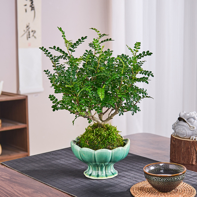 清香胡椒木盆栽苔藓球水培植物办公室内阳台桌面禅意盆景驱蚊好养