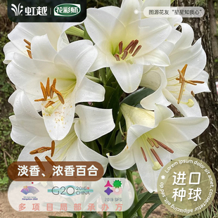 虹越进口百合种球重瓣浓香淡香花卉室内外地栽盆栽白特里昂菲特花