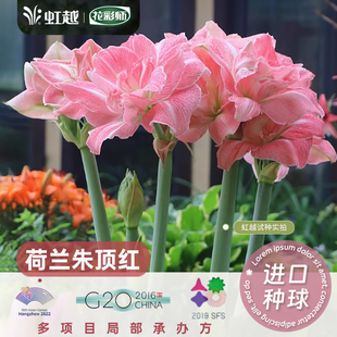 虹越荷兰朱顶红进口单重瓣大花种球盆栽精灵双梦舞后水彩画爱神