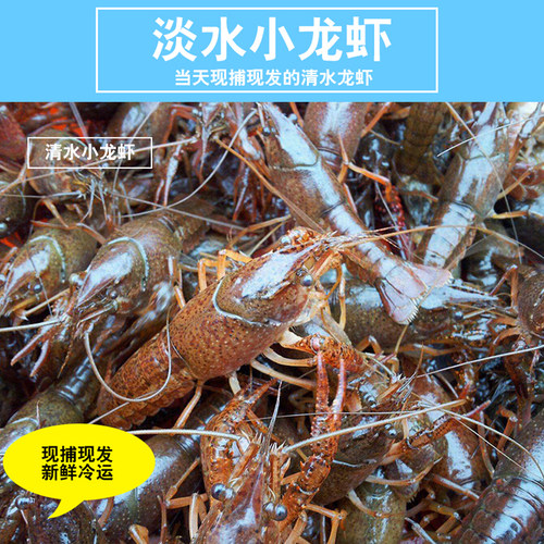学清清水养殖小龙虾基地现捕现发