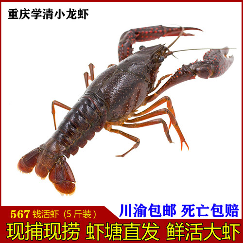 清水养殖大虾顺丰包邮小龙虾