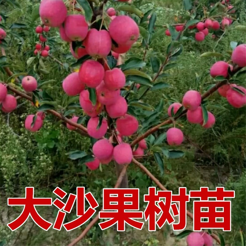 沙果树苖黄沙果红沙果小苹果树果苖耐寒水果南方北方种植当年结果