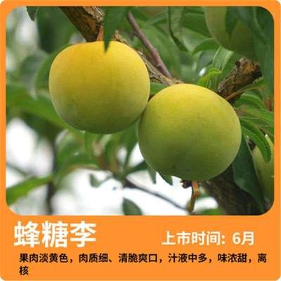 广西蜂糖李子苖树 嫁接苖特大树苖脆骨脱骨李子苖南北方种植
