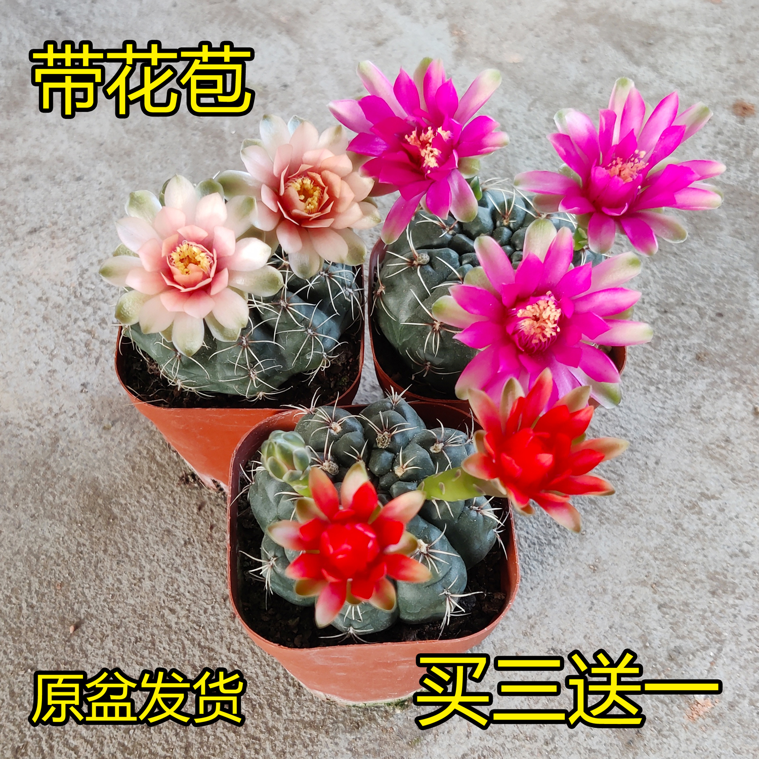 绯花玉仙人球带花苞植物花卉室内