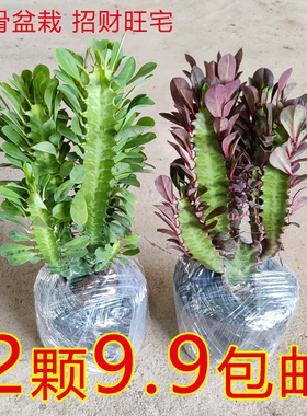 龙骨盆栽办公室内外客厅仙人掌吸甲醛防辐射净化空气绿植招财植物