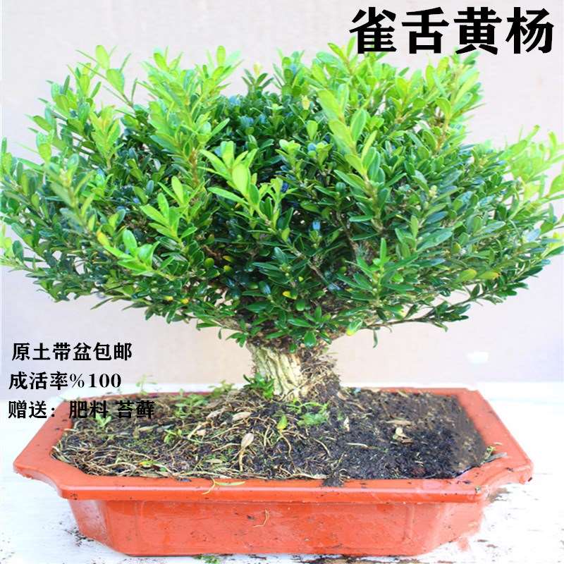 名贵雀舌黄杨盆景树桩皱皮小叶珍珠黄杨盆栽室内客厅