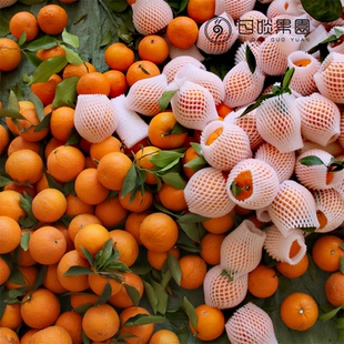 【3月开售】云南大理宾川沃柑 5/10斤新鲜水果现摘现发当季整箱