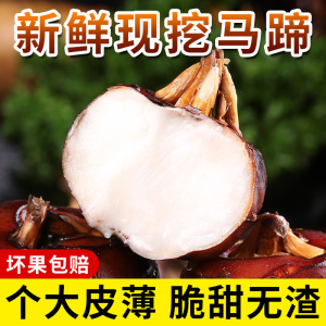 马蹄荸荠新鲜大果广西荔浦珍珠马蹄地梨桂花孛葧荠马蹄果包邮特级