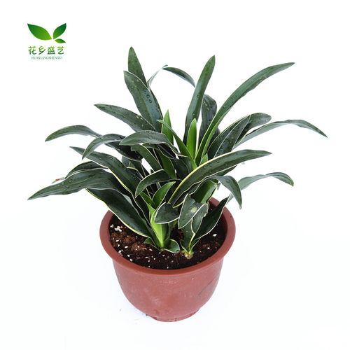 金边万年青质量怎么样 金边万年青口碑怎么样 小麦优选