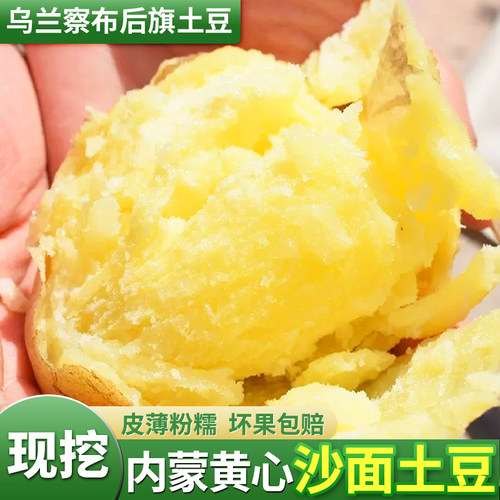 乌兰察布大土豆现挖新鲜黄皮土豆