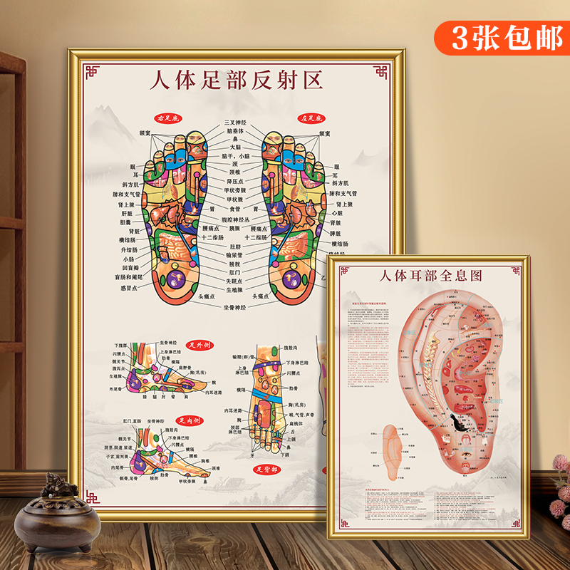 足部反射区耳部全息图儿童人体经络穴位图大挂图中医足底穴位图