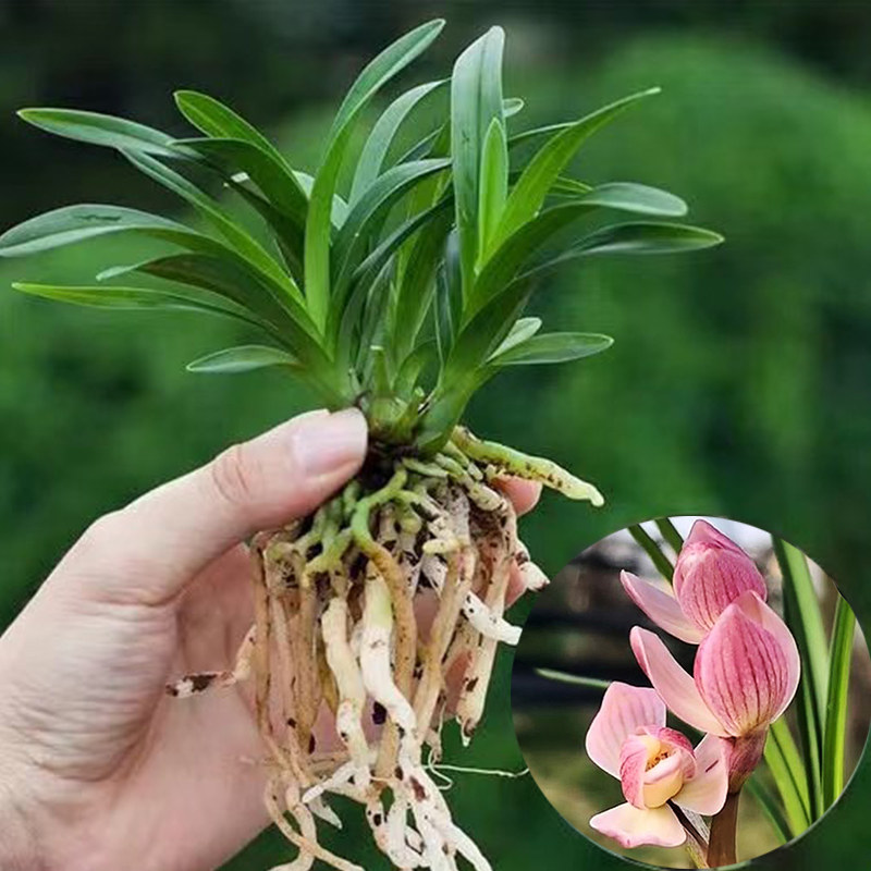 宽叶矮种超香兰花 宝莲灯 建兰四季室内兰花卉盆栽绿植好养兰花苗