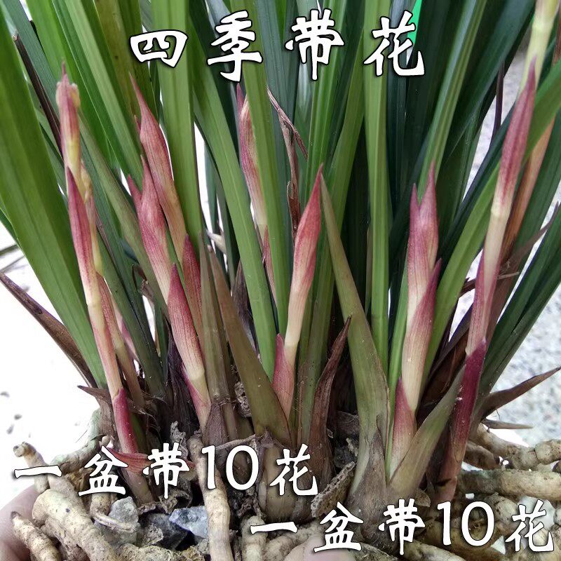 兰花苗现带花苞盆栽花卉建兰四季好养浓香老种黄金彩虹绿植盆栽