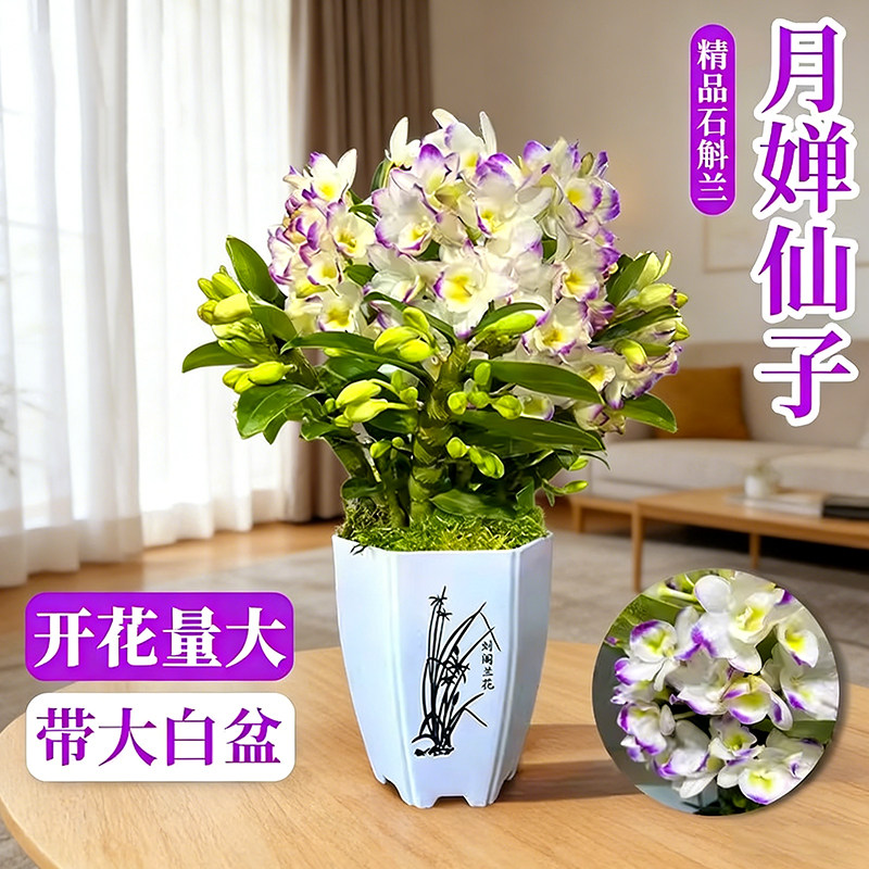 冬带花苞春石斛盆栽秋石斛兰花苗懒人花卉绿植四季兰净化空气