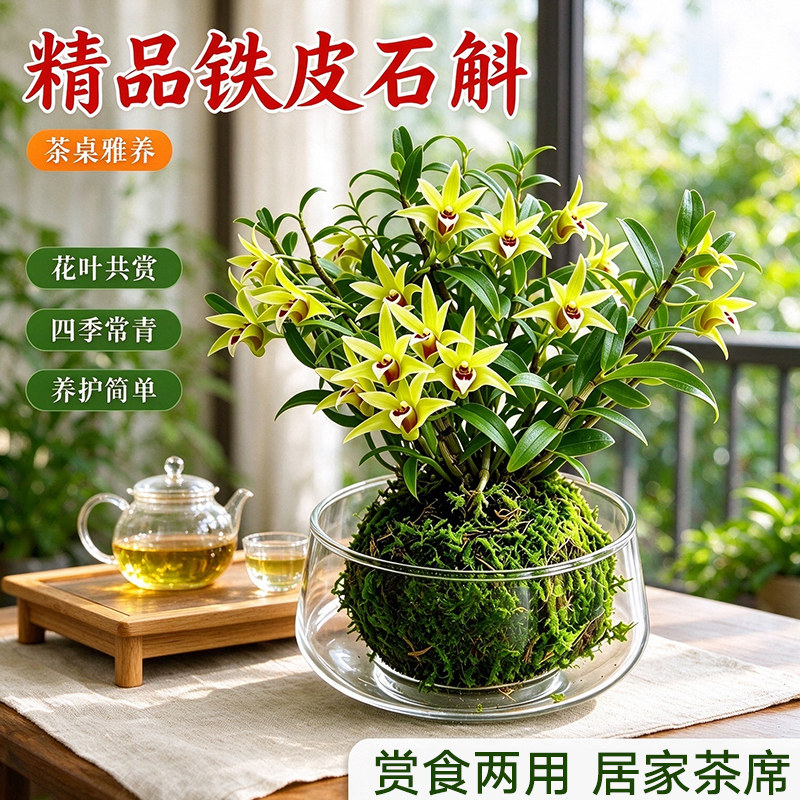 铁皮石斛苗开花植物可食用室内室外盆景绿植花卉带花盆鲜花园艺草