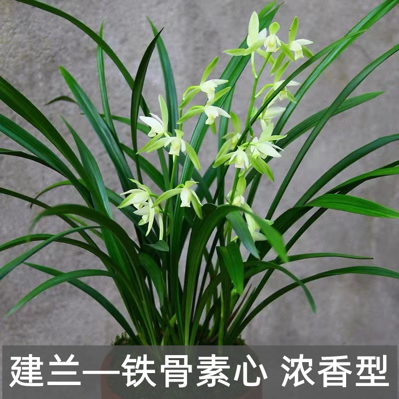 建兰花铁骨素心先带花苞耐寒四季兰开花浓香室内阳台绿植花卉盆栽