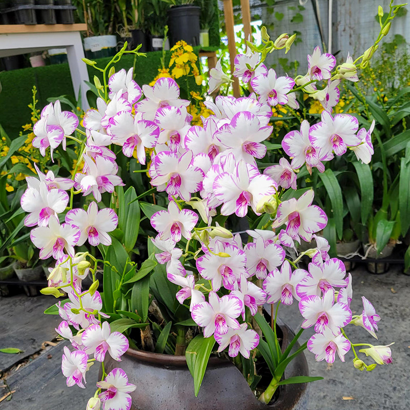 白泼墨秋石斛兰盆栽 现带花苞出售 名贵花卉植物室内好养绿植盆栽