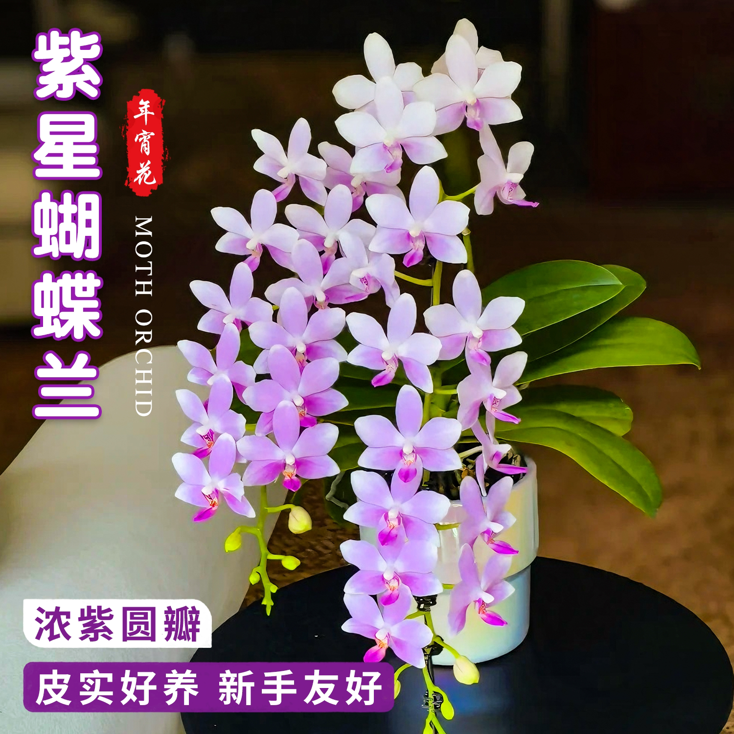 蝴蝶兰紫星冬带花剑进口品种多年生盆栽带花苞兰花苗吸色好养绿植