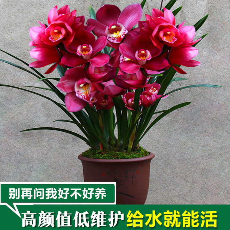 镜花兰园兰花苗大将军正品高档花蕙兰浓香兰草室内花盆栽花卉好养