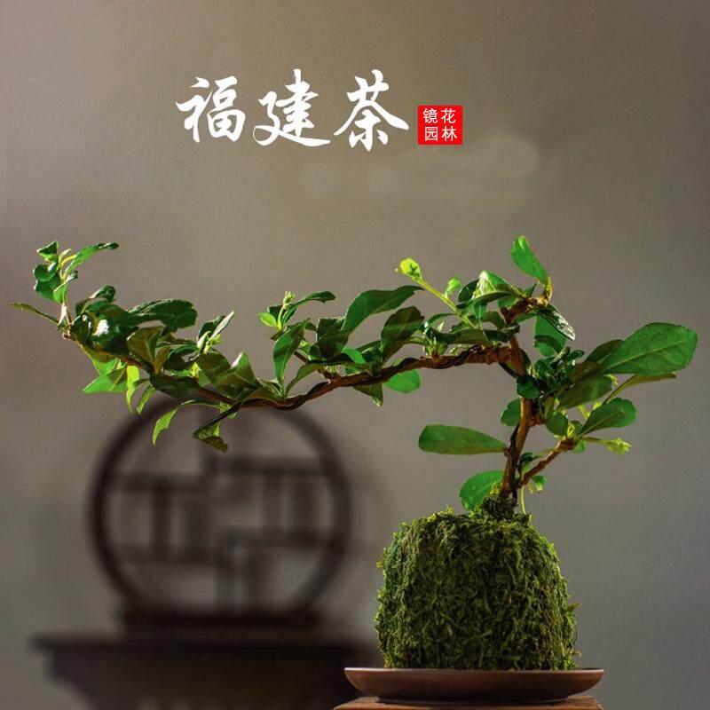 小叶福建茶盆景悬崖飘枝好养易活
