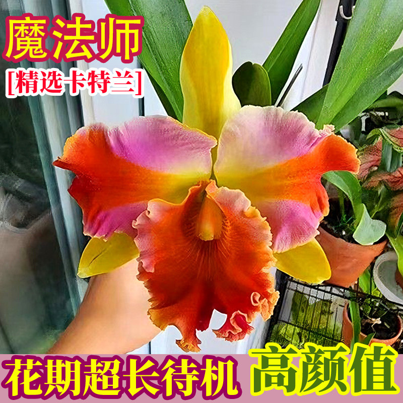 卡特兰兰花香水石斛兰室内盆栽办公室桌面盆净化空气好养活绿植