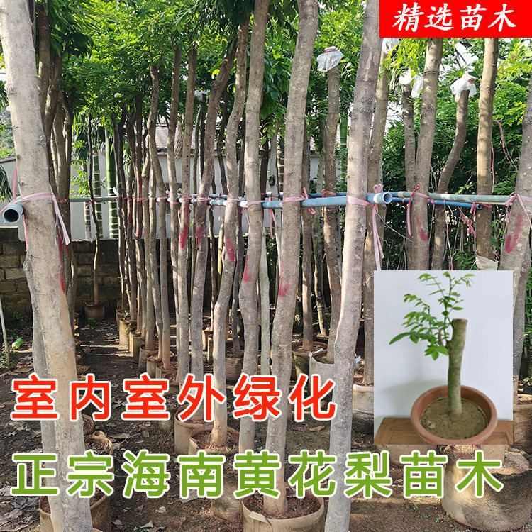 正宗海南黄花梨树苗绿化办公室阳台庭院盆景室内盆栽室外绿化绿植