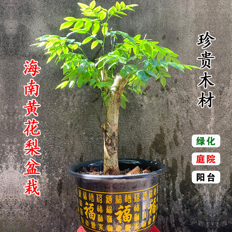 正宗海南黄花梨树苗绿化办公室阳台庭院北方造型盆景室内盆栽四季