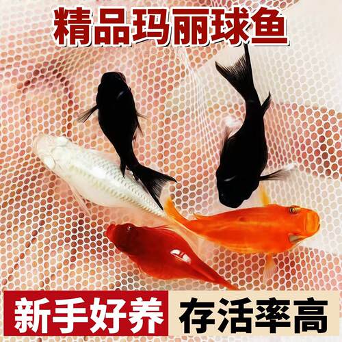 玛丽球鱼观赏鱼临产孕母胎生鱼淡水热带小型鱼冷水活鱼易繁殖小鱼