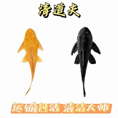 清缸工具鱼蓝眼胡子鱼黄金红眼迷彩鱼缸清洁鱼草缸小型热带观赏鱼