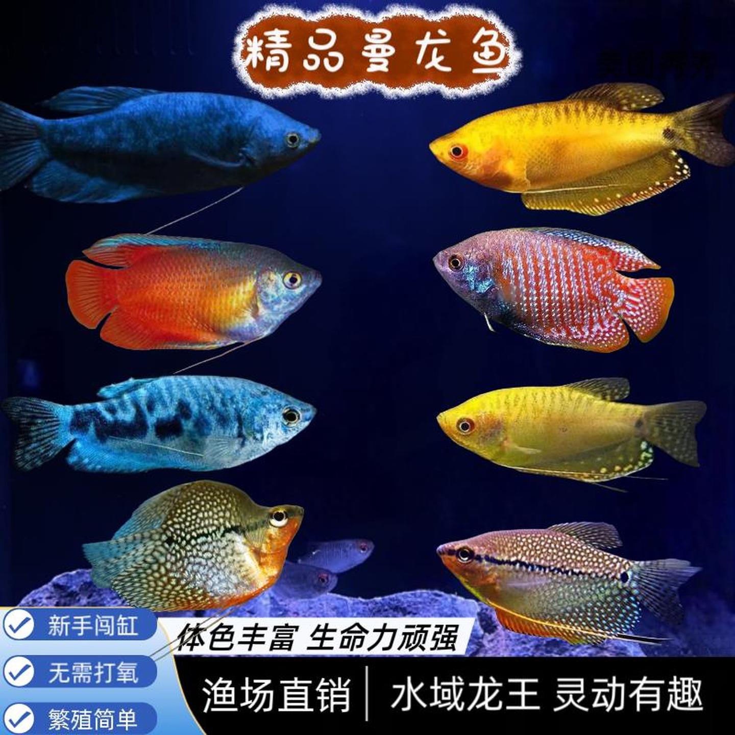 曼龙鱼小型热带鱼观赏鱼血丽丽丝足鱼珍珠马甲球黄蓝曼龙吃蛋白虫