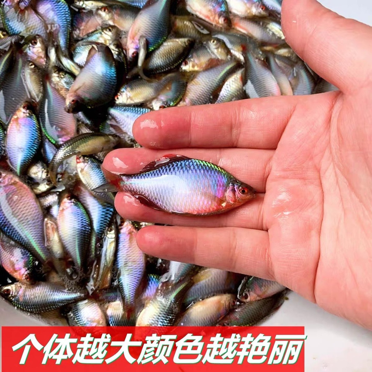 高帆高背大鳍原生鱼中华鳑鲏鱼白边旁皮冷水鱼吃藻观赏鱼入门