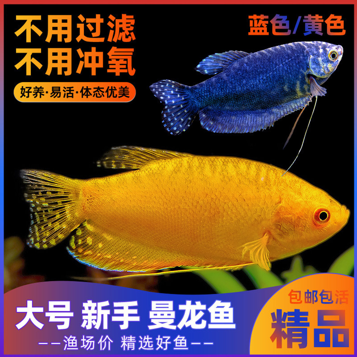 曼龙鱼热带观赏鱼蓝曼龙黄曼龙五彩丽丽鱼珍珠马甲活体大号淡水鱼