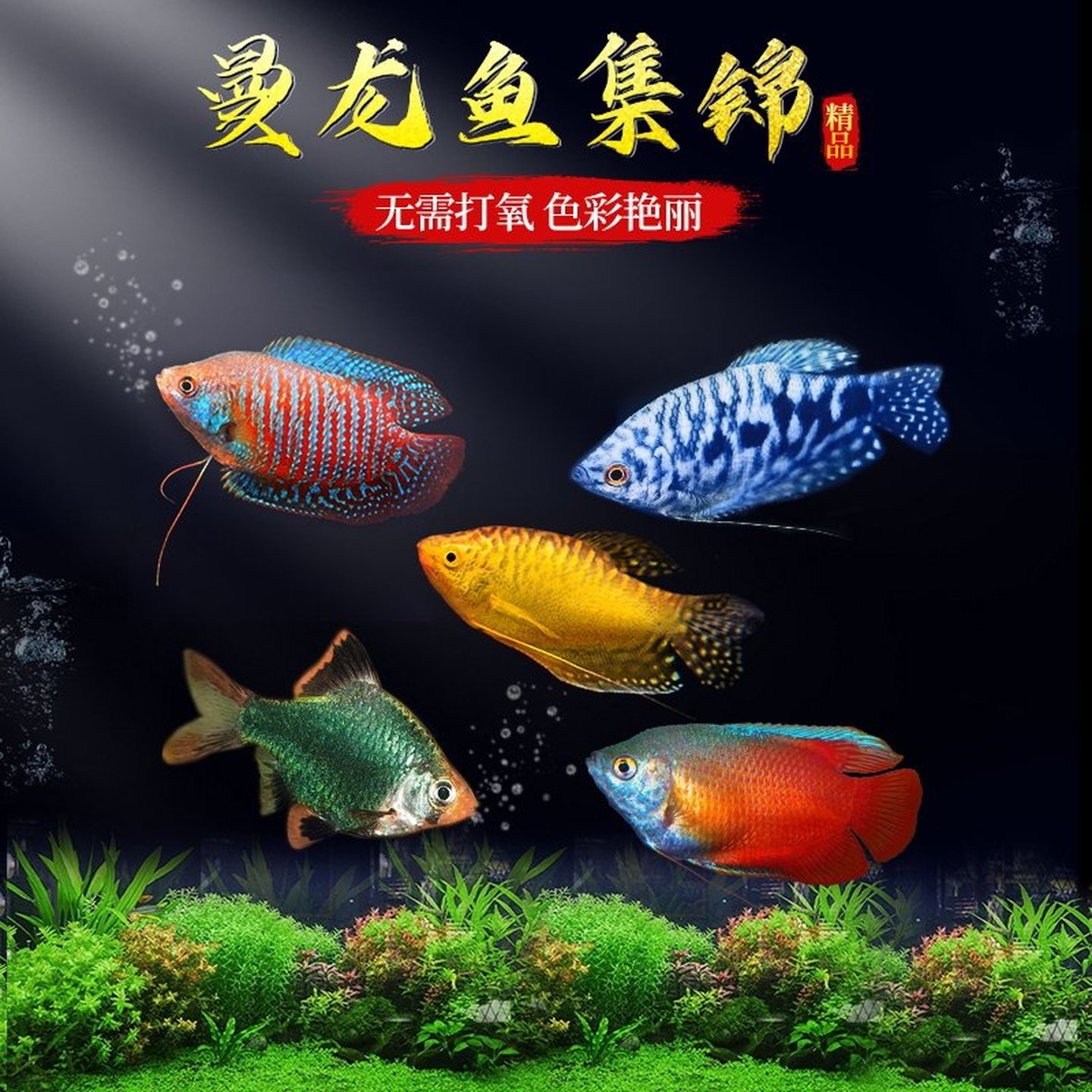 曼龙鱼热带观赏鱼好养耐活淡水鱼苗小型活鱼五彩丽丽鱼珍珠马甲鱼