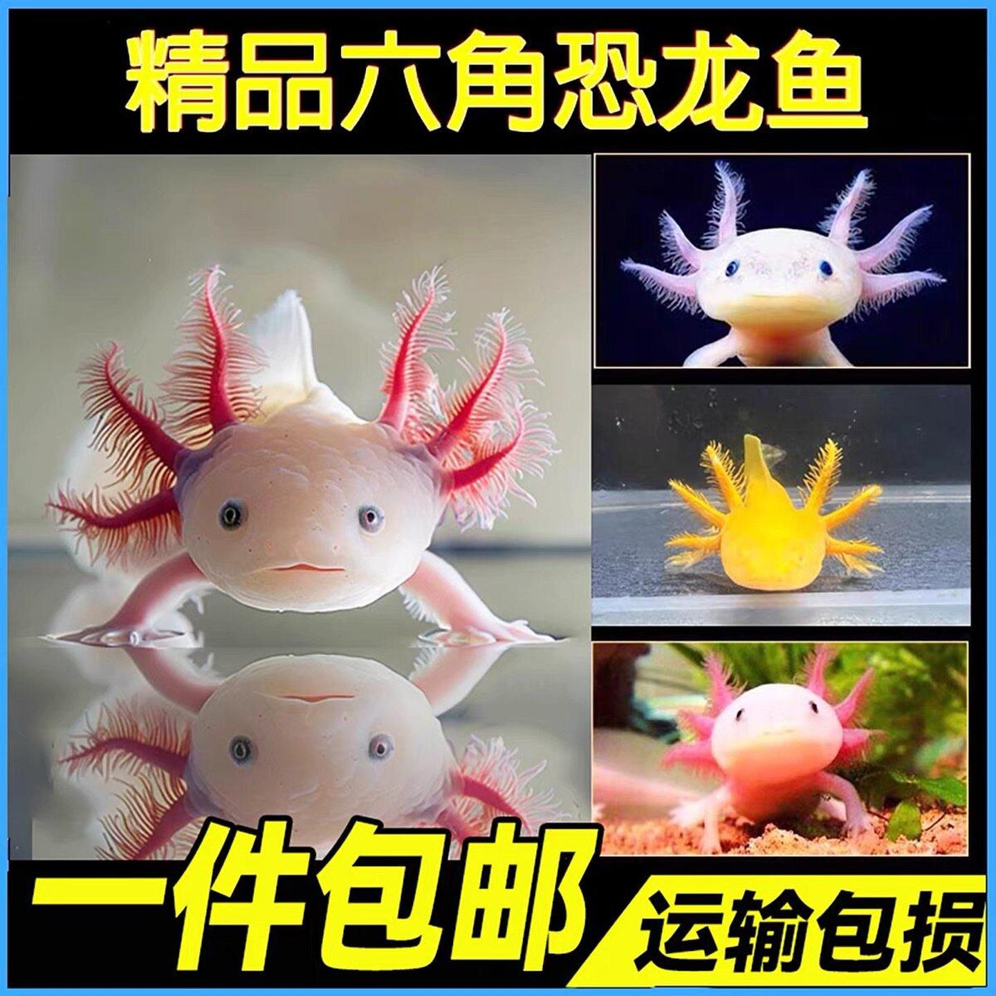 六角恐龙鱼冷水观赏鱼水族宠物活体六角龙淡水好养易活网红鱼